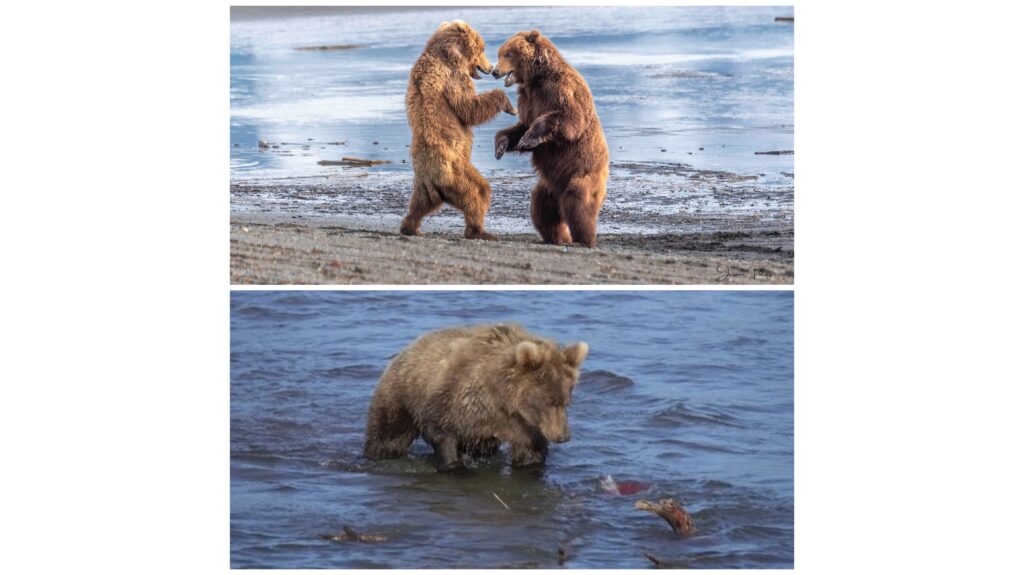 Bears funny