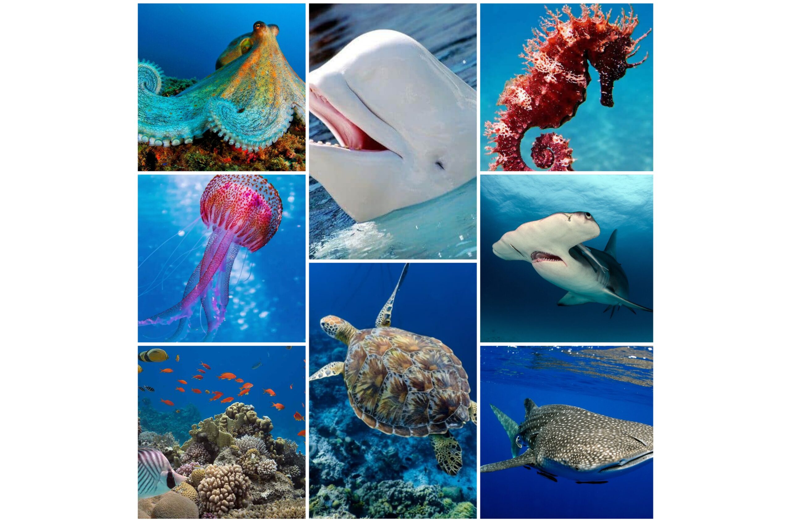 Ocean Animals