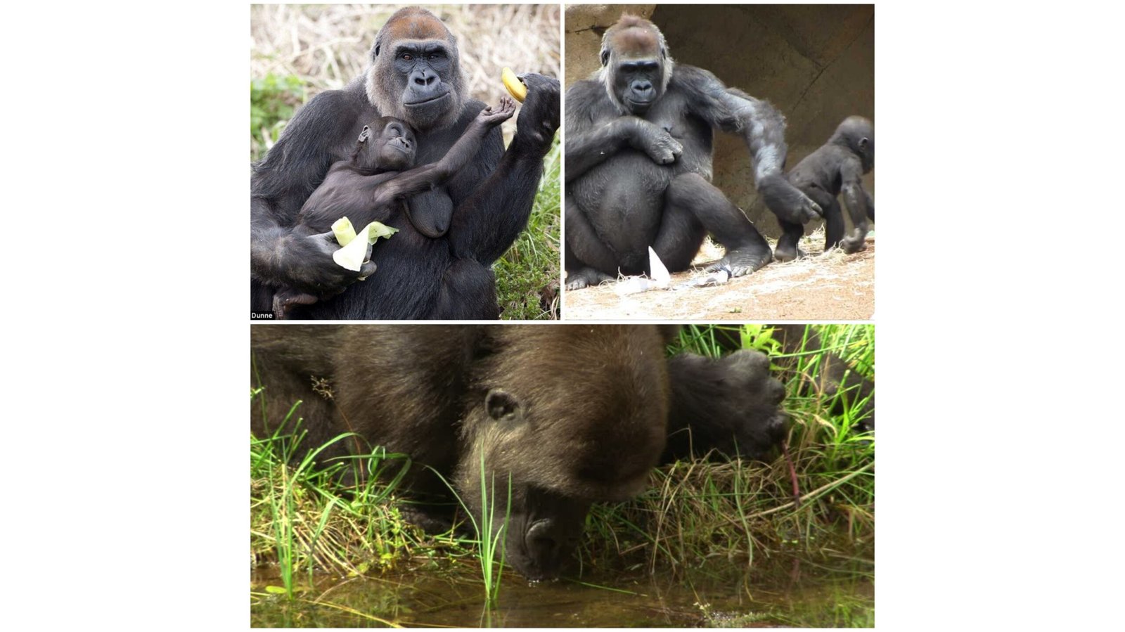 Gorilla and baby funny
