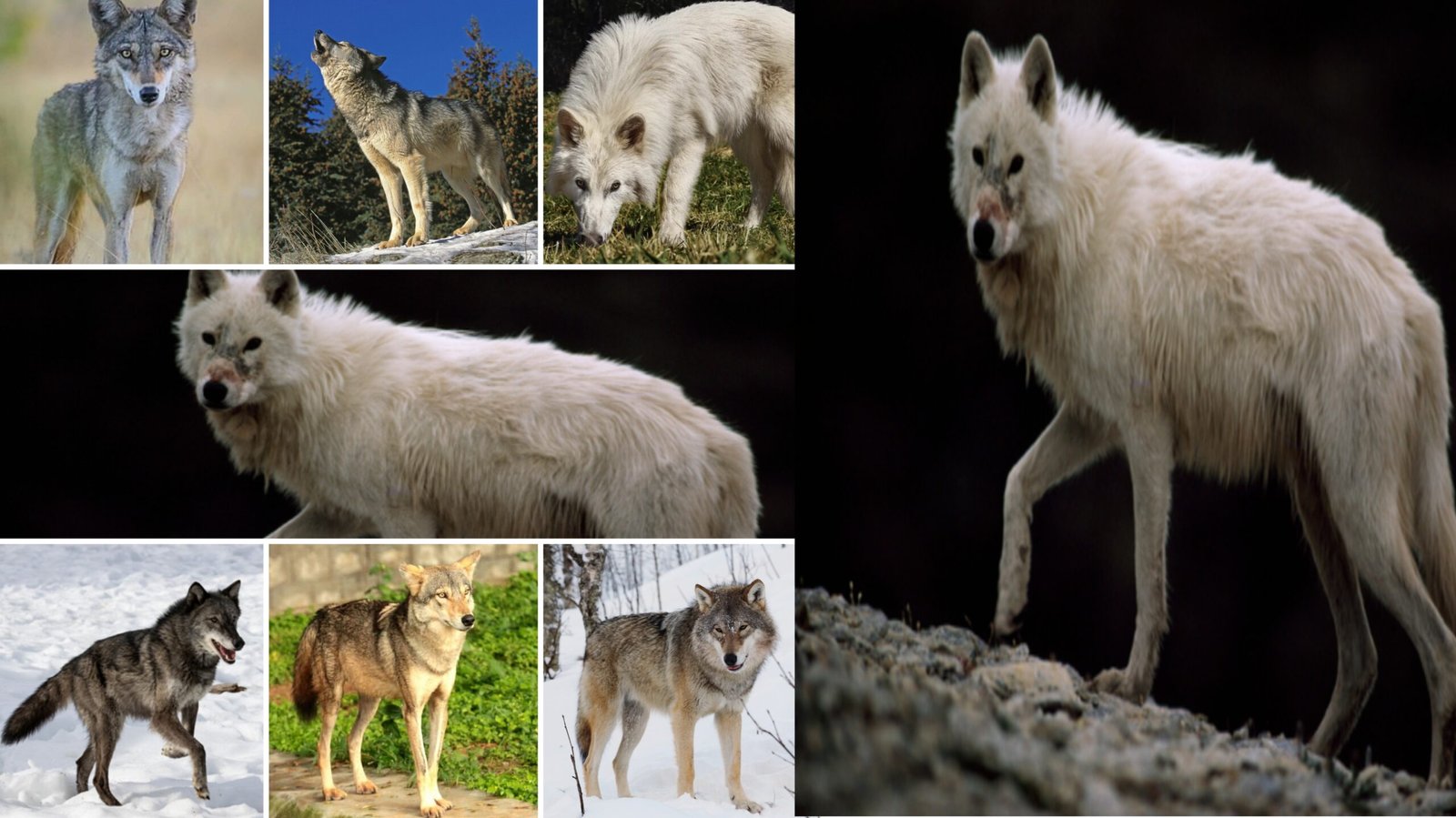 Wolf Species