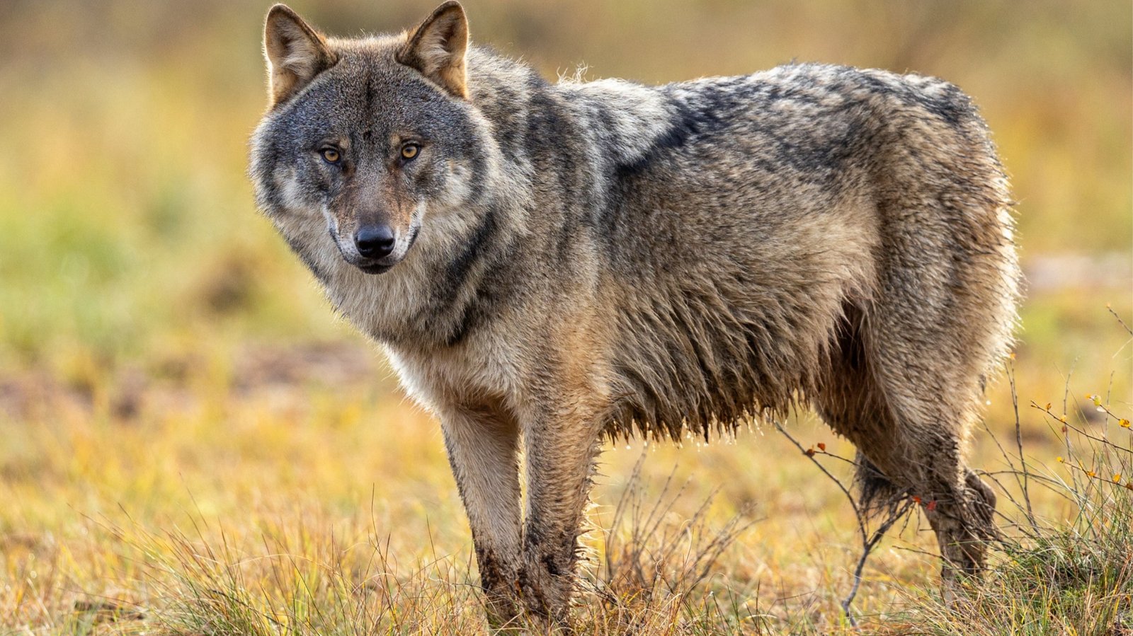 Wolf Species