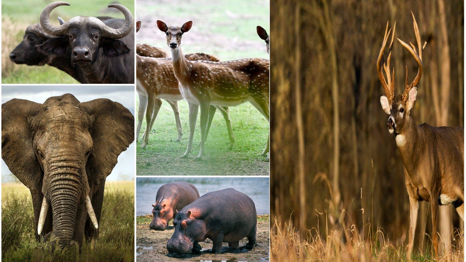 Common Diseases of Wild Animals