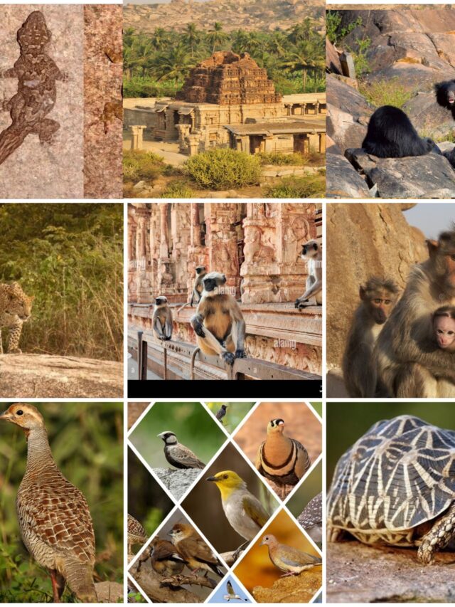 Hampi Wildlife