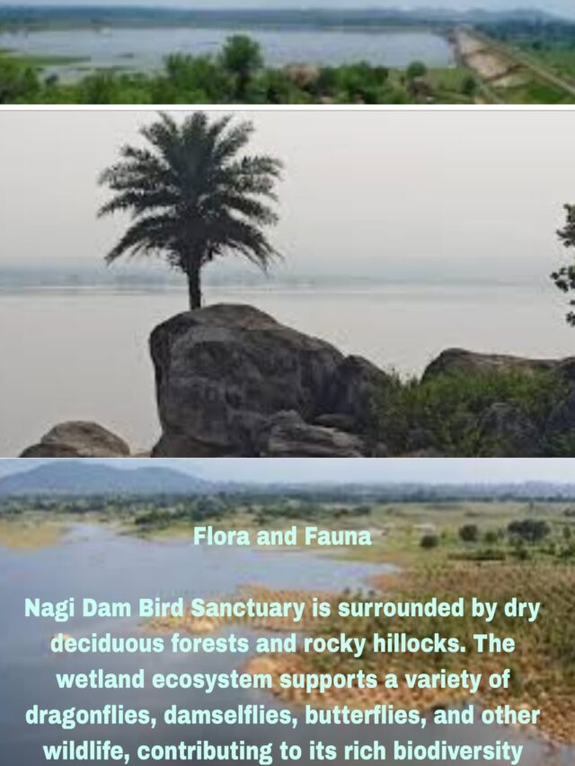 Nagi Dam Bird Sanctuary Bihar