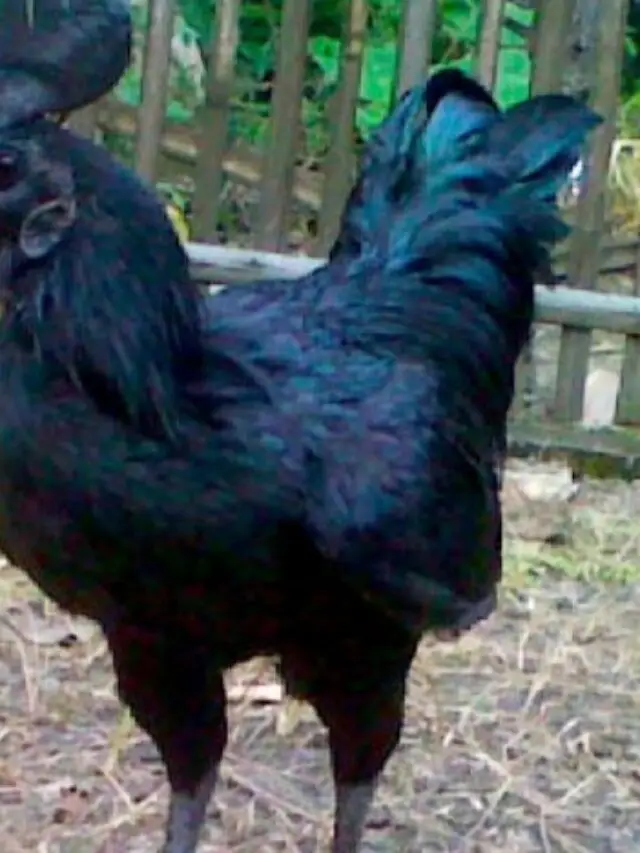 Most Expensive Chicken Breeds in the world