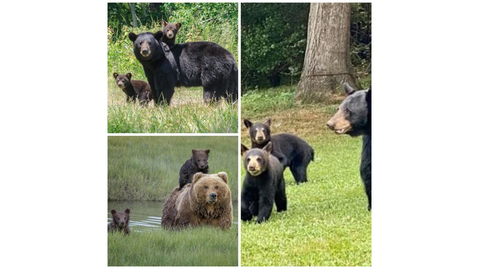 Bear and cubs