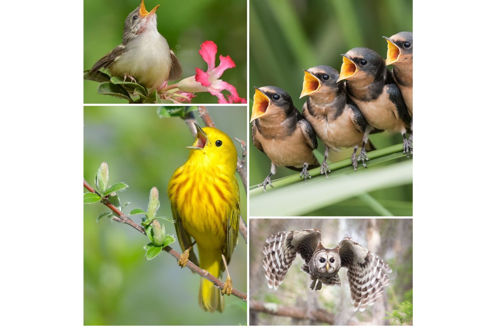 Birds singing in forest
