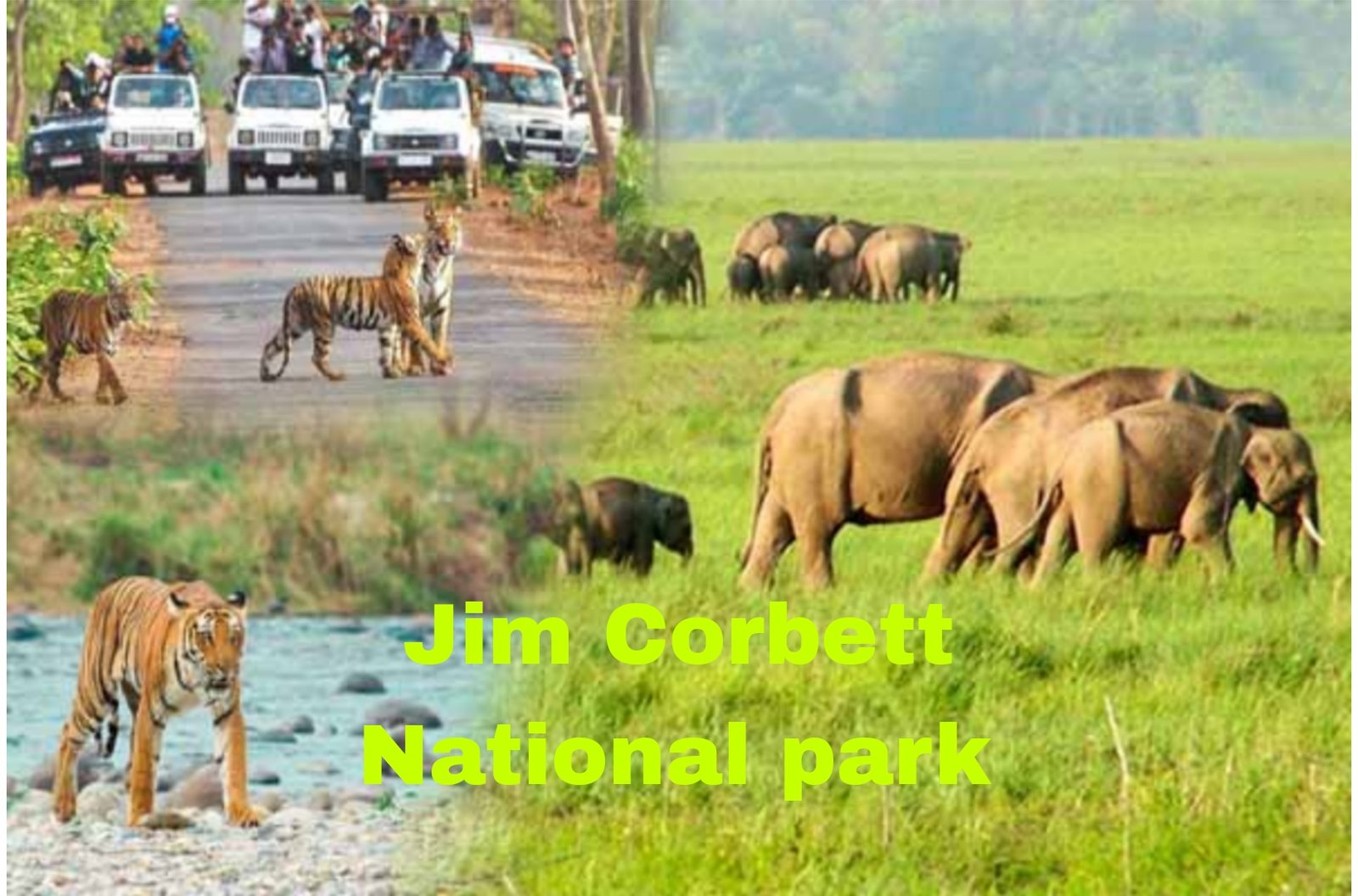 Jim Corbett National park
