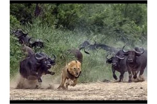 Buffalos attack Lion injured Lion