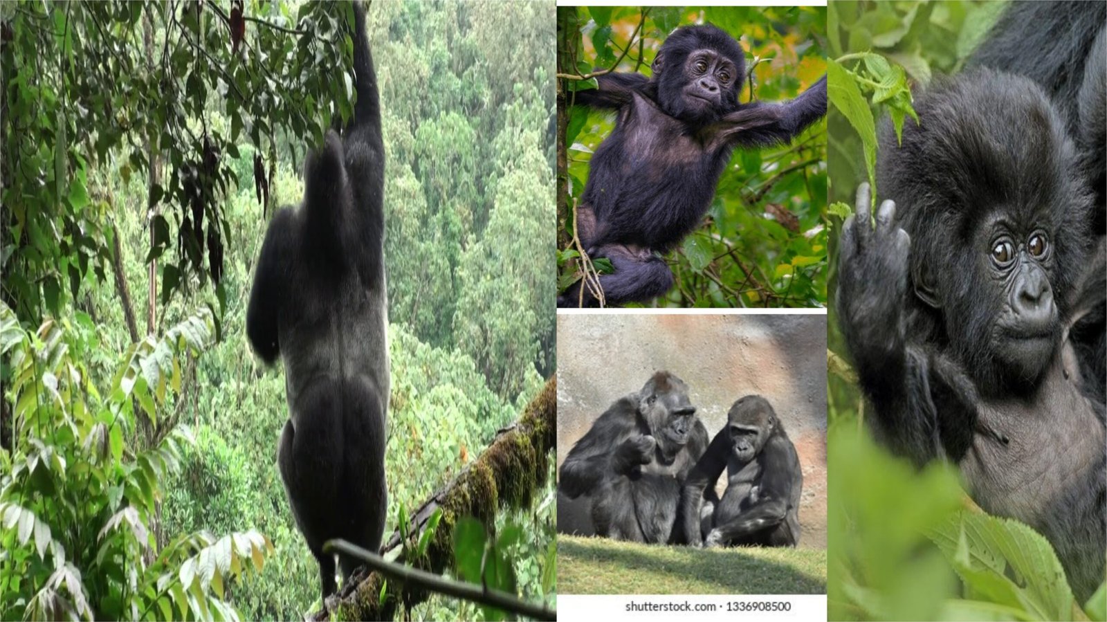 Gorillas funny
