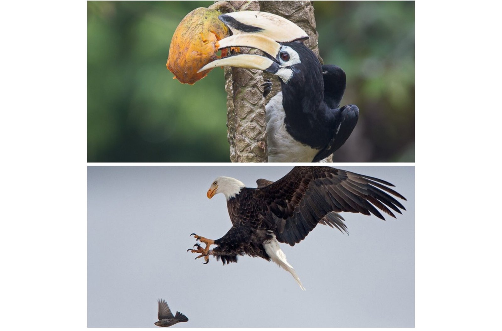 Eagle catch Bird Hornbill butterfly