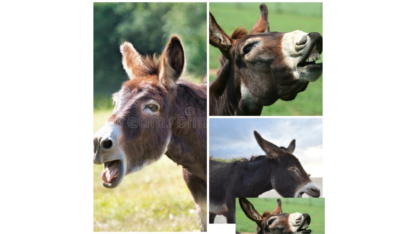 Donkey braying hee haw