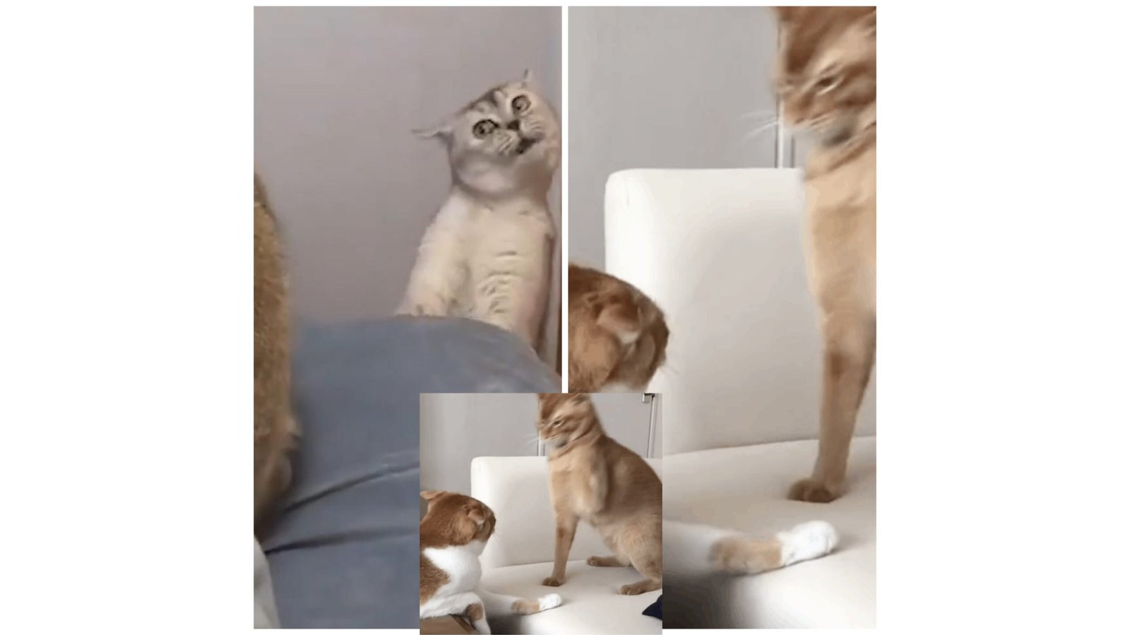 funny cat fighting
