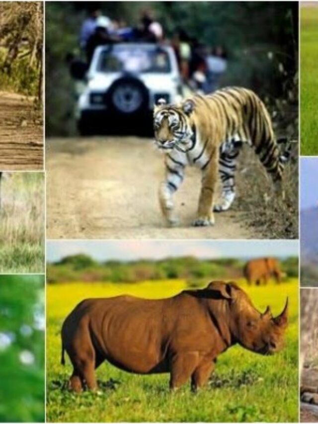 Top Wildlife Sanctuaries in India
