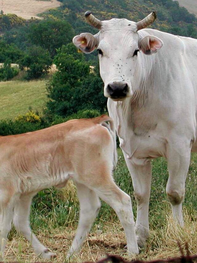 Largest Cattle Breeds in the world