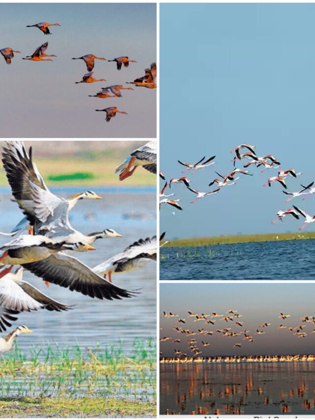 Nalsarovar Bird Sanctuary