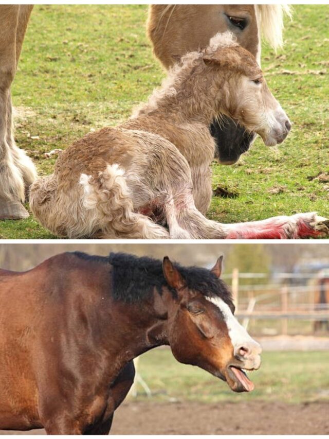 Horsebaby funny video