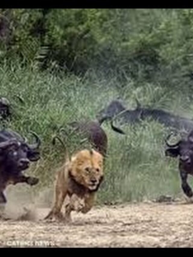 Wildbuffalos attack Lion injured Lion