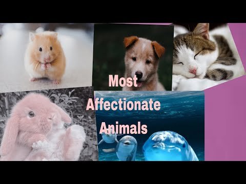 Most affectionate animals