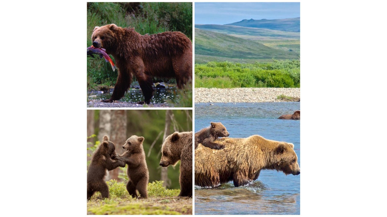 Bearcubs funny moments