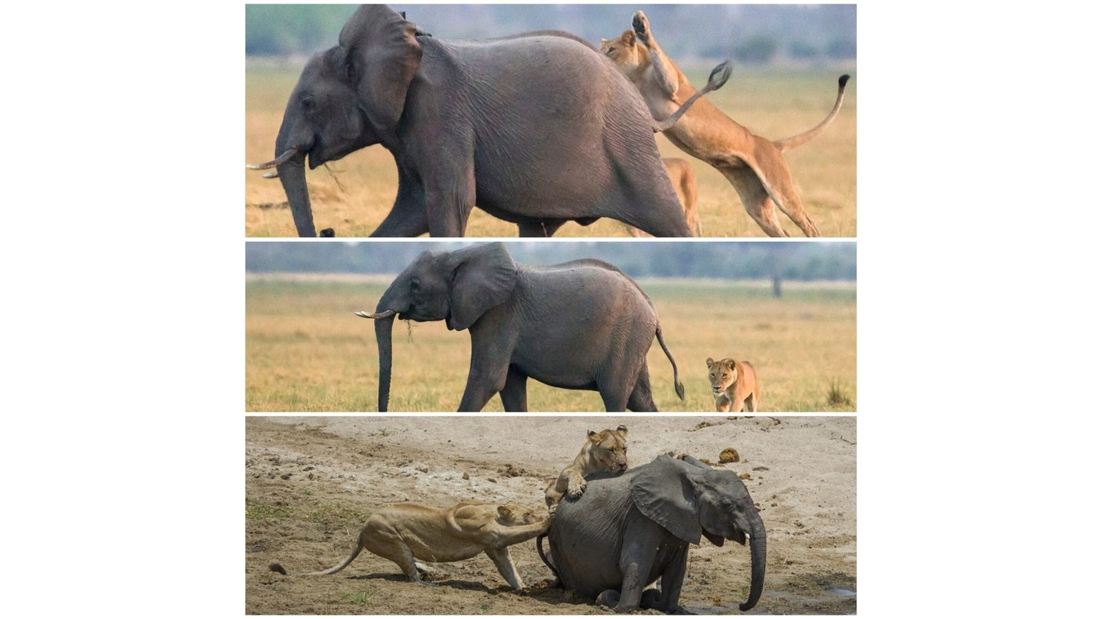 Lionesses hunt elephantbaby