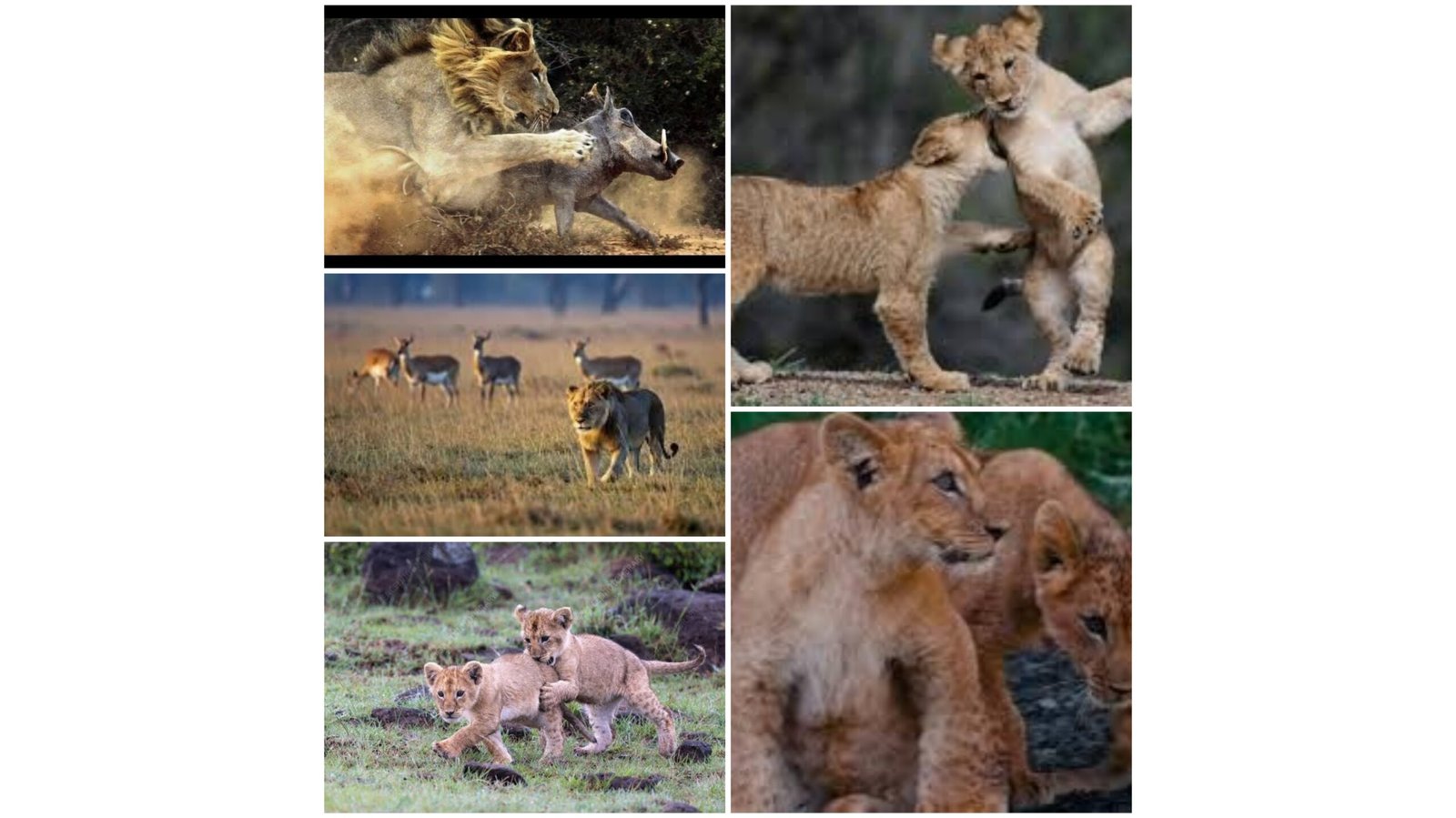 Lioncubs playtime