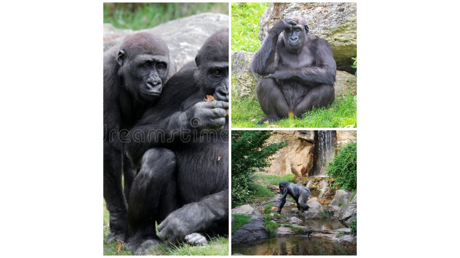 Gorilla playing funny