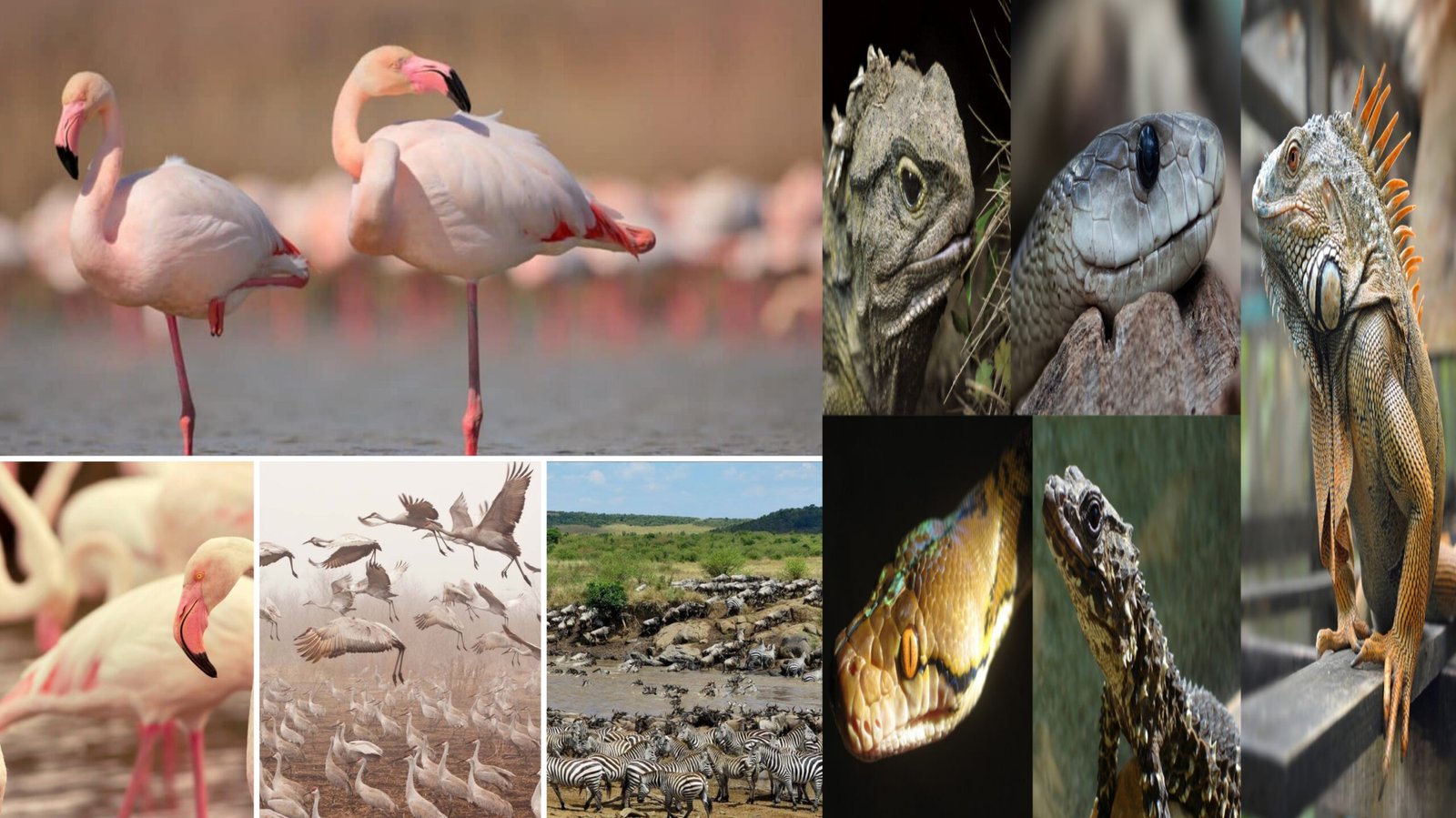 Wildanimals migrations