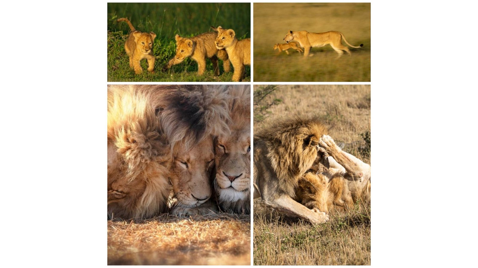 Lions funny