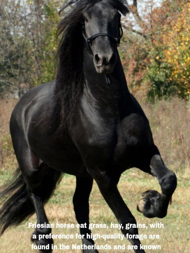 Horses Breeds