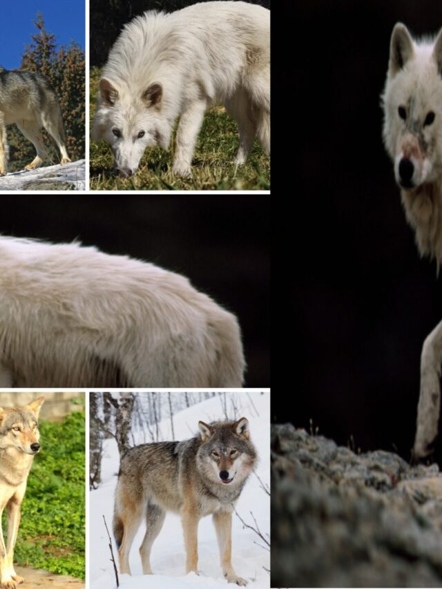 Wolf Species