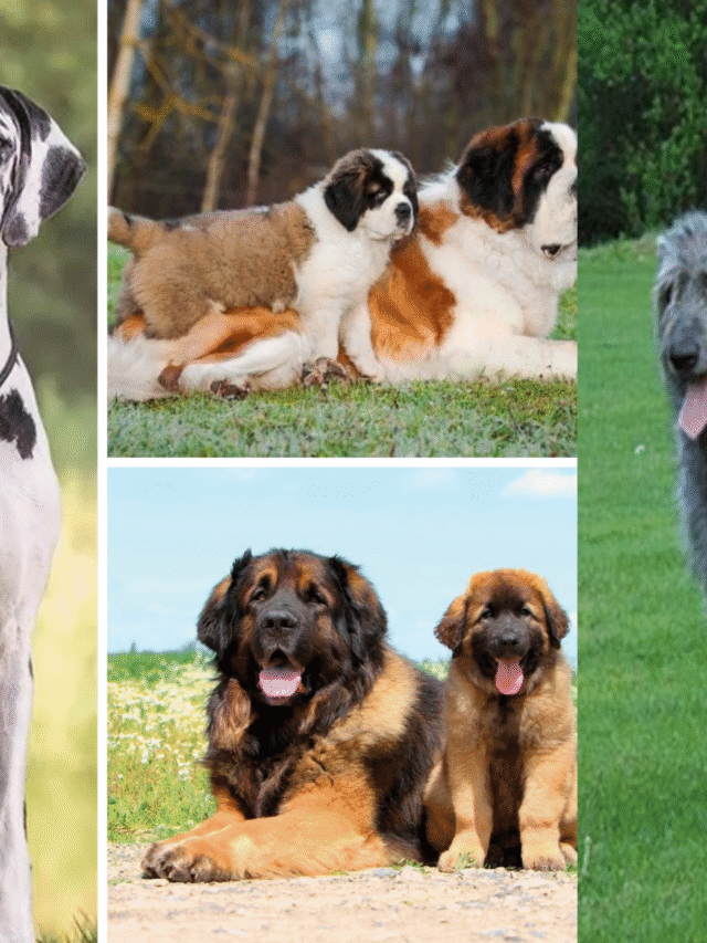 Giant Dog Breeds