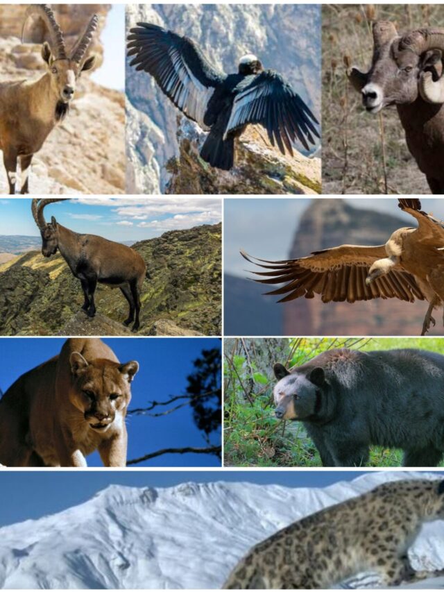 Most Popular Mountain Animals