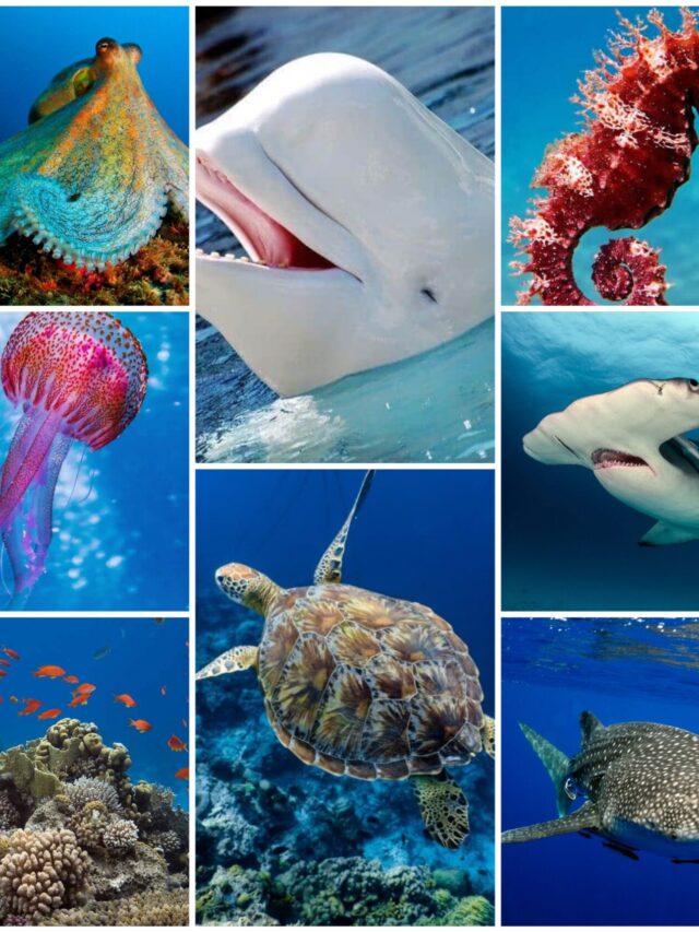 Ocean Animals