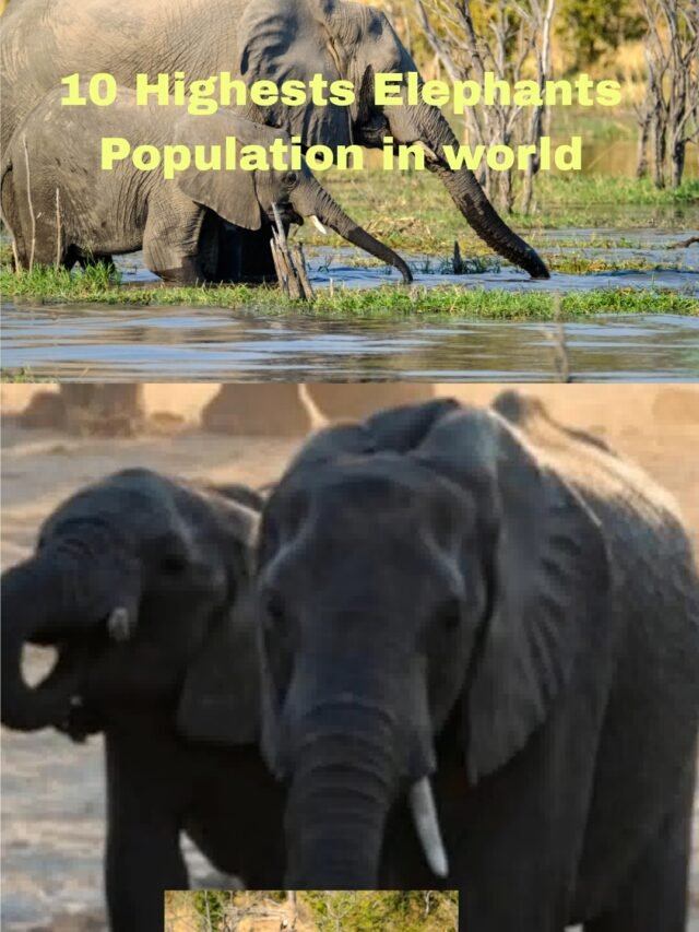 10 Highests Elephants Population in world