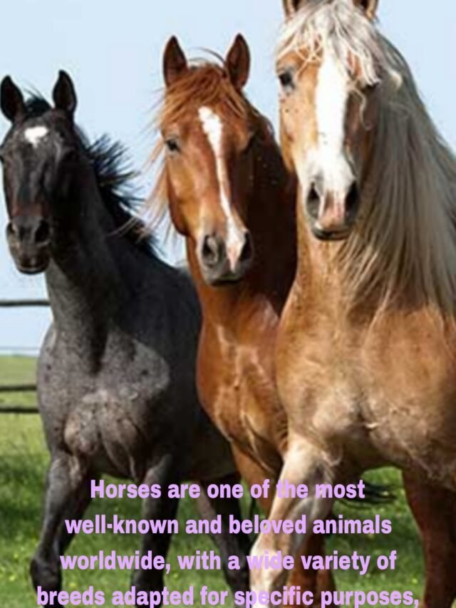 Horses Breeds