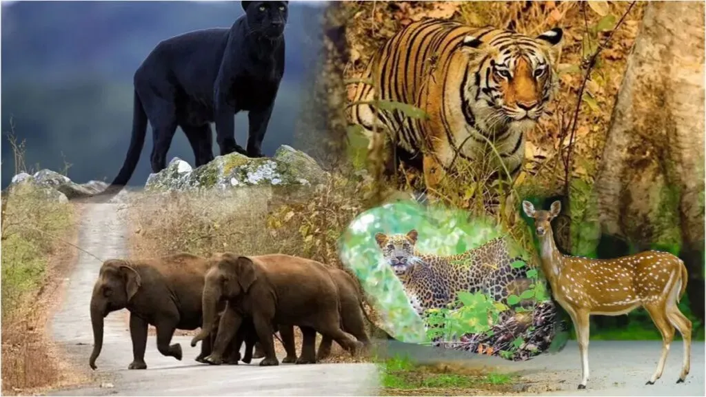 1000026894