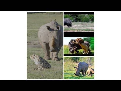 Lions tryto hunt rhinobaby